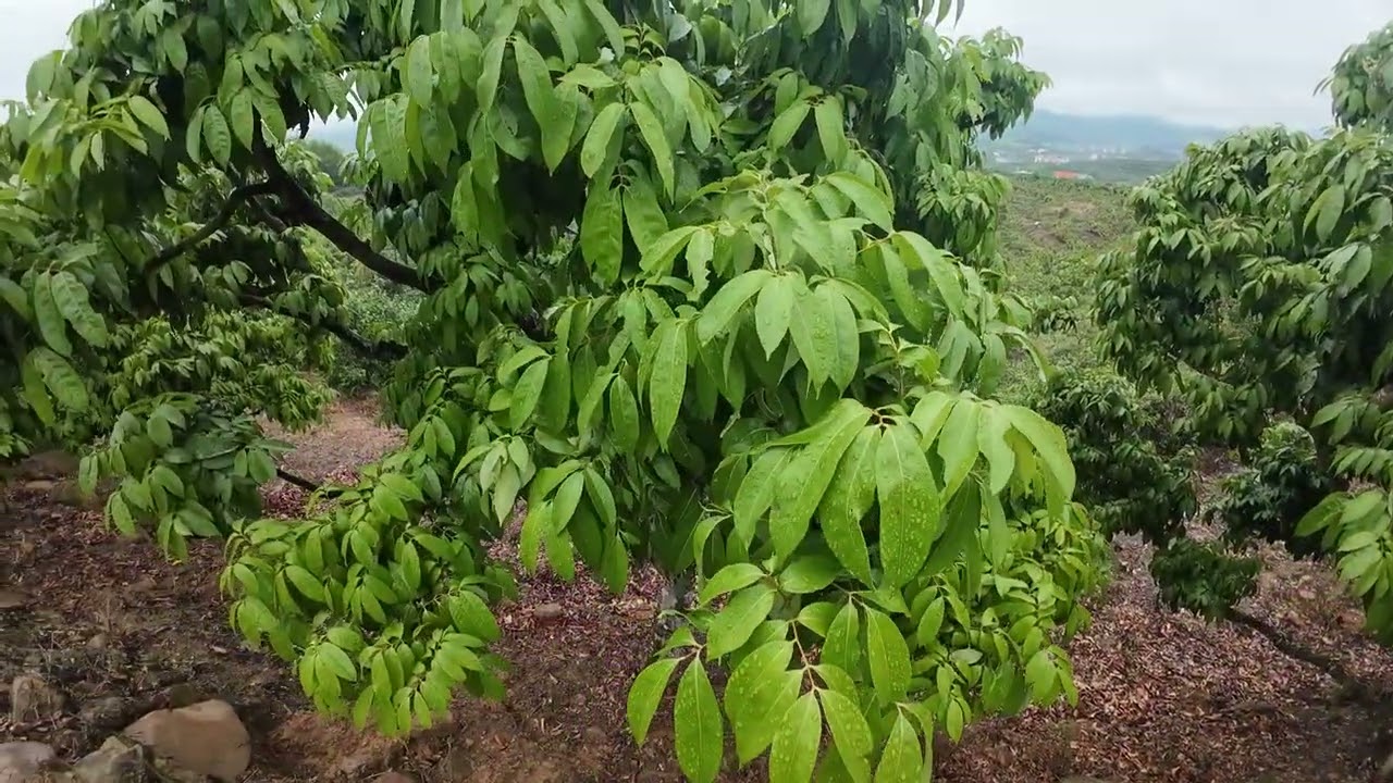 Phép màu đã đến với những cây vải u Hồng già rồi các bác ơi 