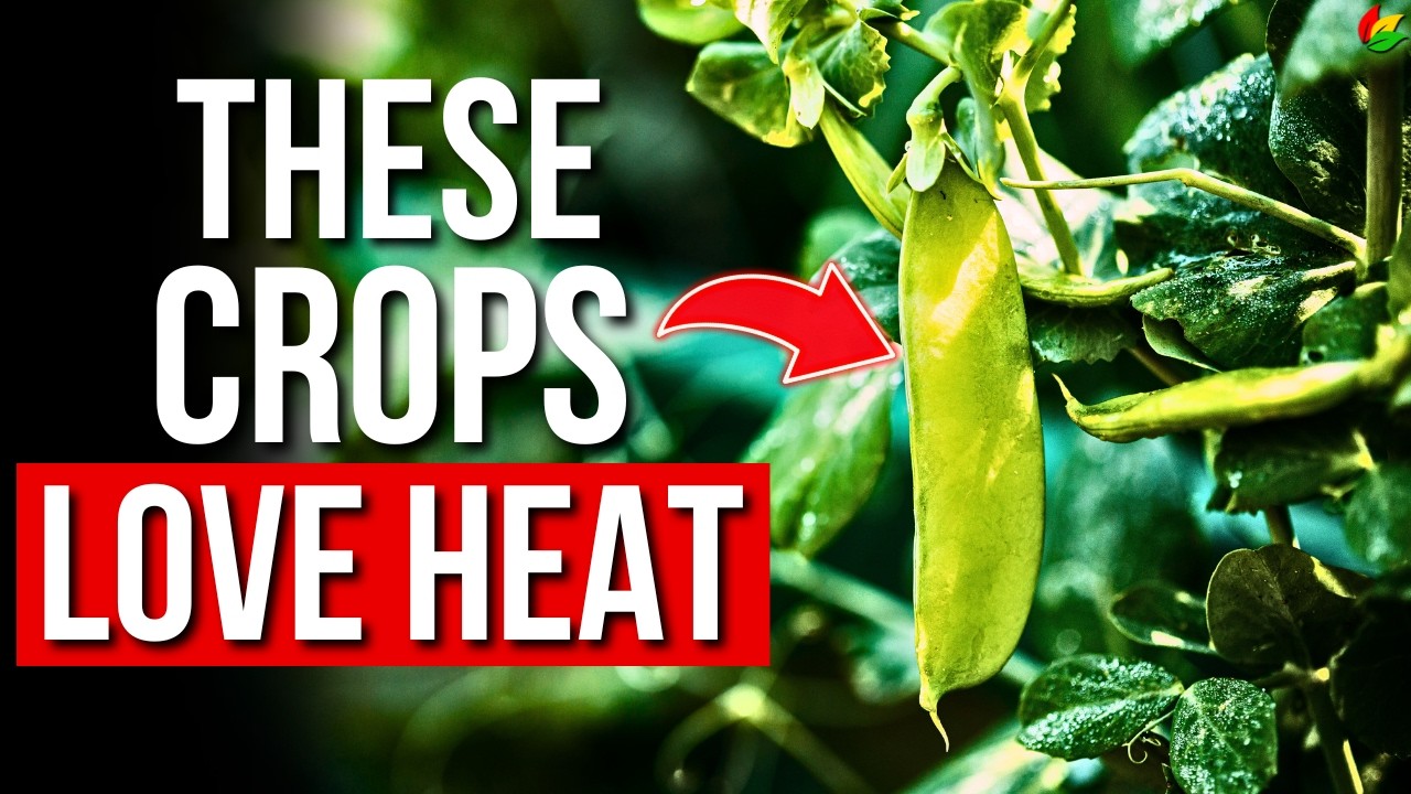 What to Plant in Late Summer for a Fall Harvest | Growing Crops in Late Summer