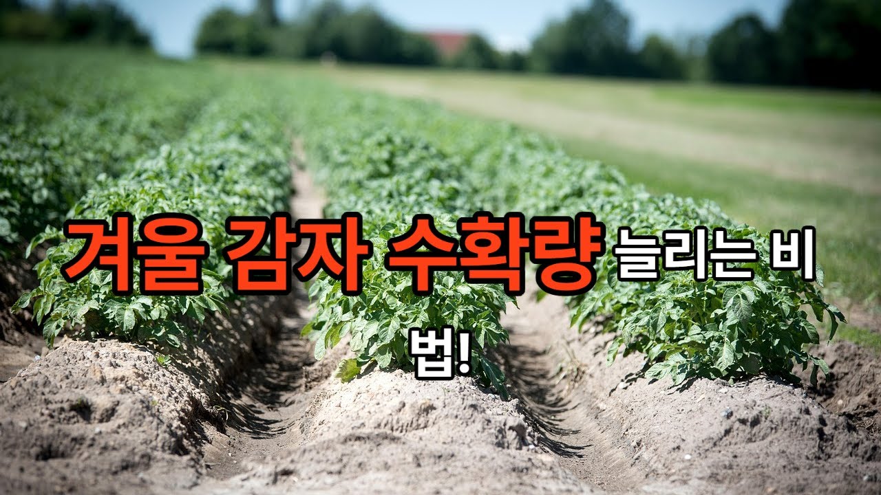 겨울 감자 농사 수확량 증가
