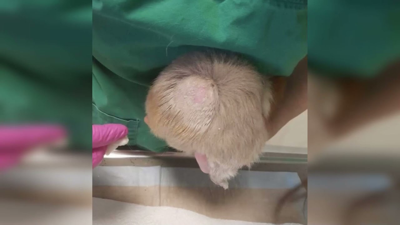 Pilz bei Meerschweinchen - Symptome und Behandlung
