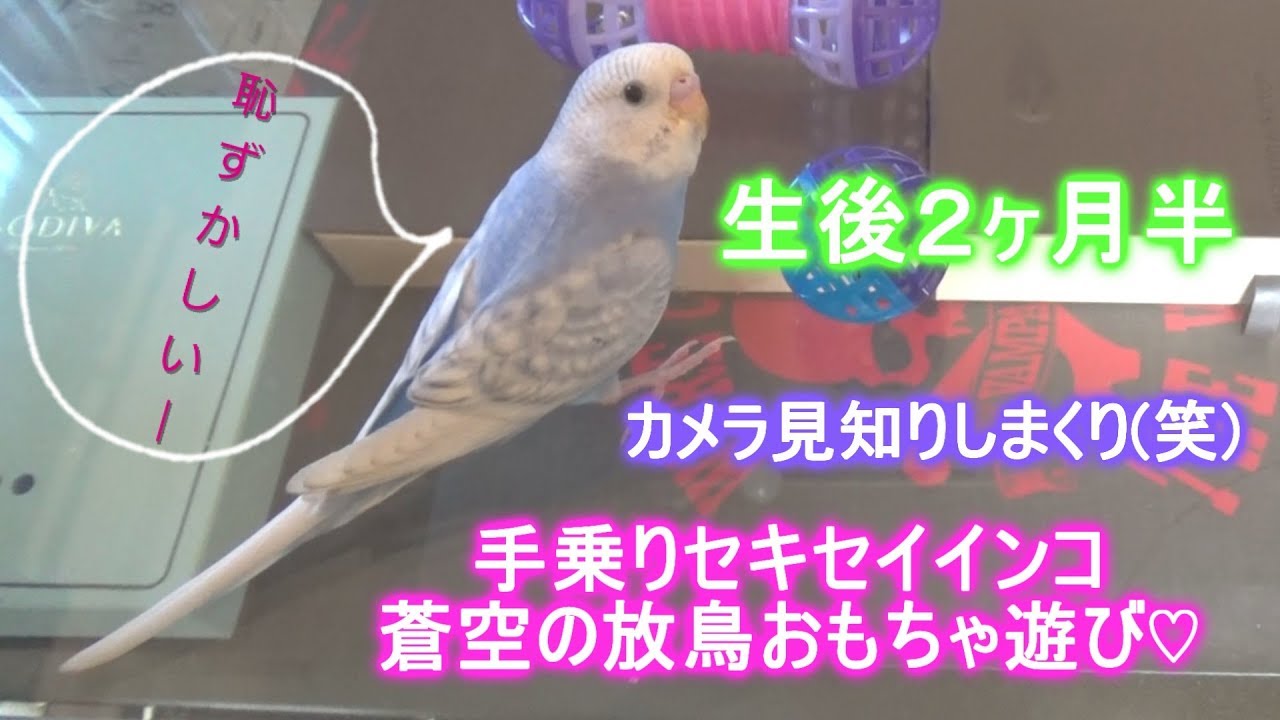 [手乗りセキセイインコ]お迎えして一ヶ月♡放鳥中の遊び♪[蒼空の成長記録]