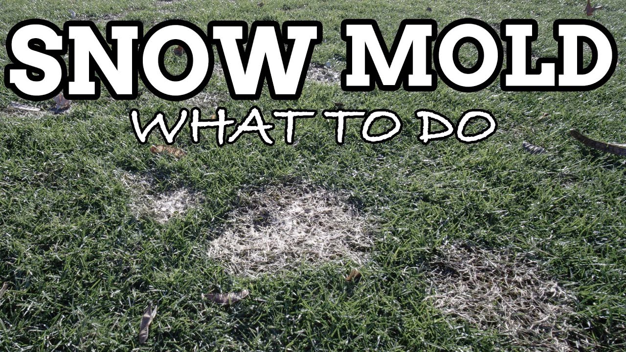 Snow Mold
