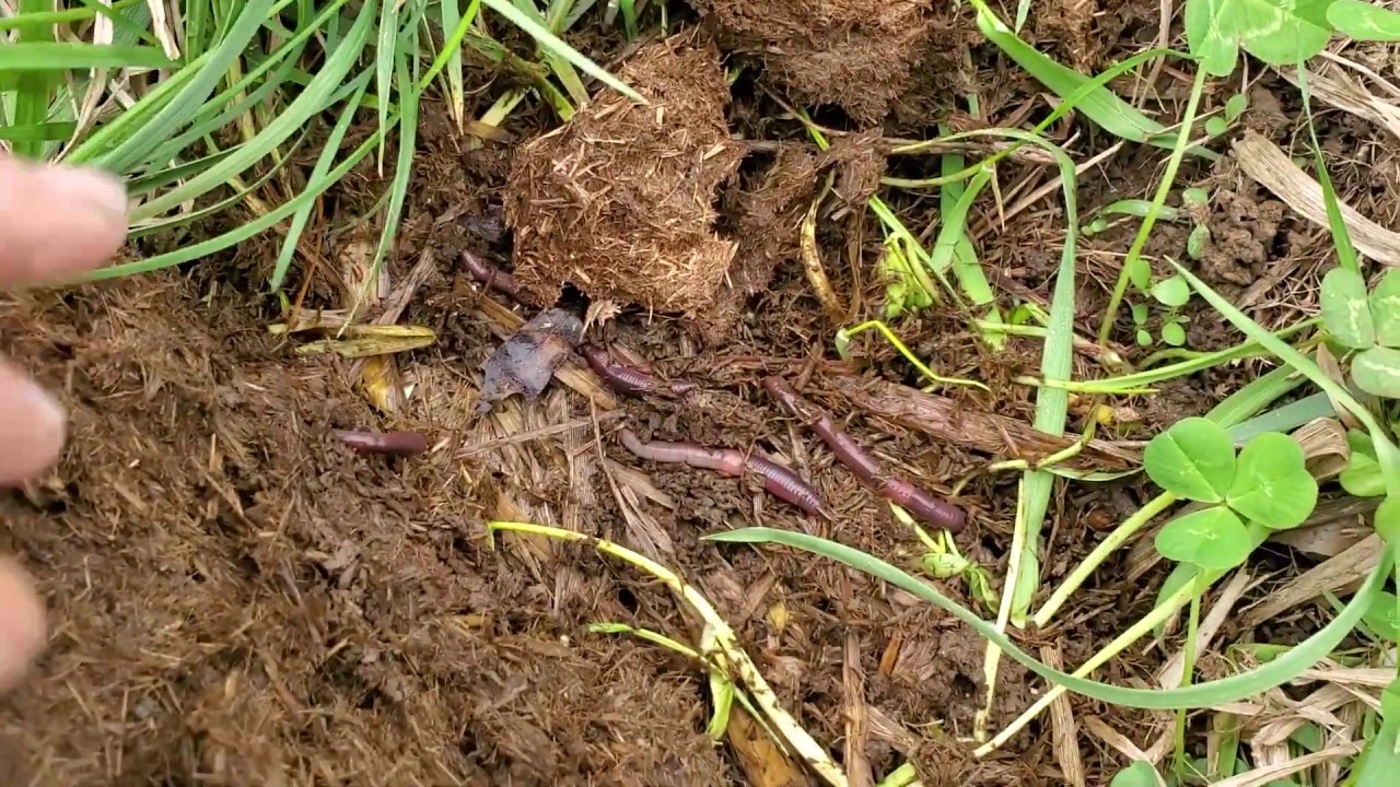 Are You Ready For The Spring Flush Of Grass?