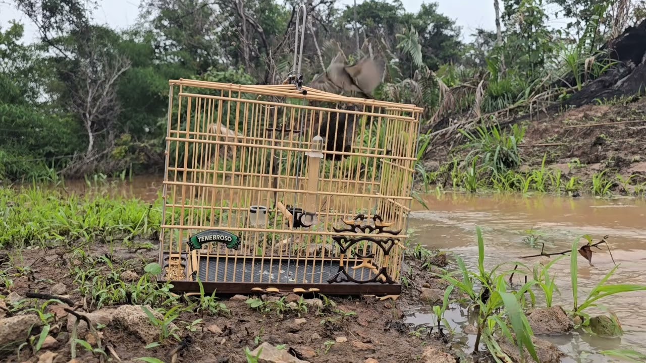 78ª Pegada Livre #grato #abrefecha #cravinas #pegadalivre #mariafita #cravina #aves #viral_video