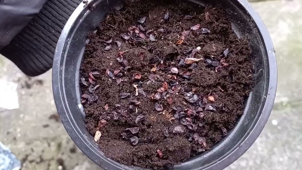 How to Grow Iris from Seed in Winter | Step-by-Step Guide 1/2