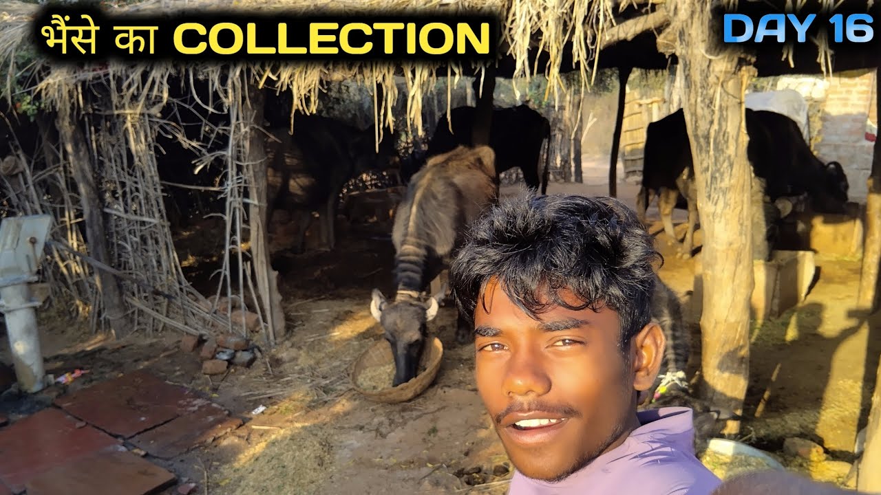  भैंसों का कलेक्शन। 😂😱 ||Bhainson ka collection 😂😃|| Day 16 || Ankush Rajpoot Vlogs 