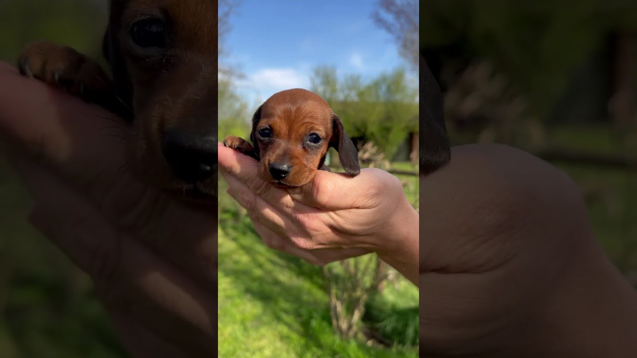 #allevamento #bassotto #cucciolo #dachshund #kaninchen #puppies #kaninhendachshund #puppy #bass
