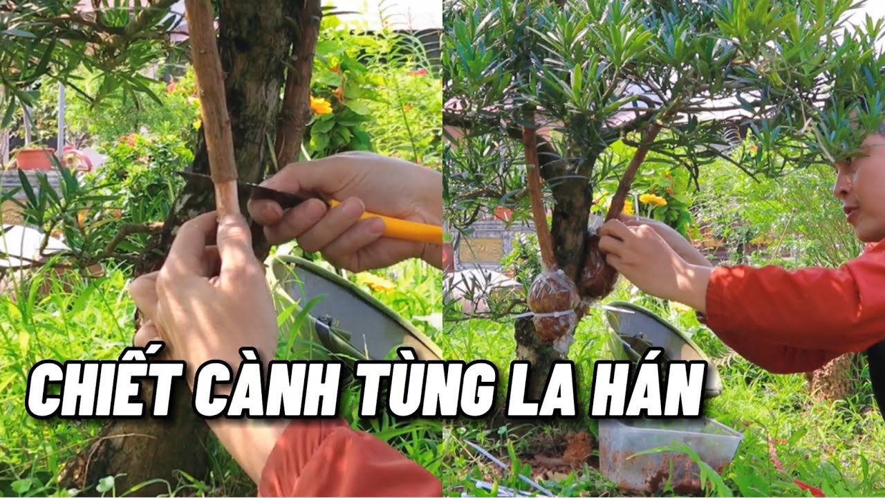Hướng dẫn chiết cành Tùng la hán tỷ lệ thành công 100%