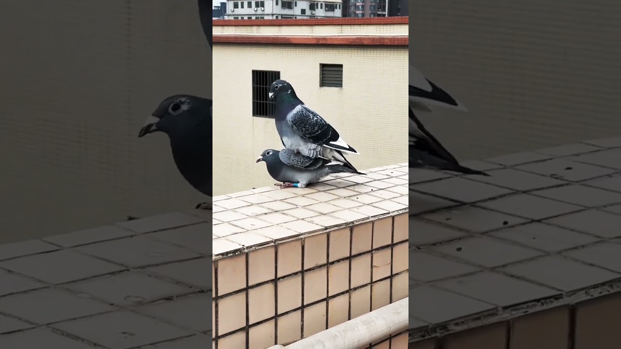 Pigeon #kabootar #pigeon #pigeonbreed #kabutar #100 #100k #2023 #shorts #kalapati #kalapatids #2024