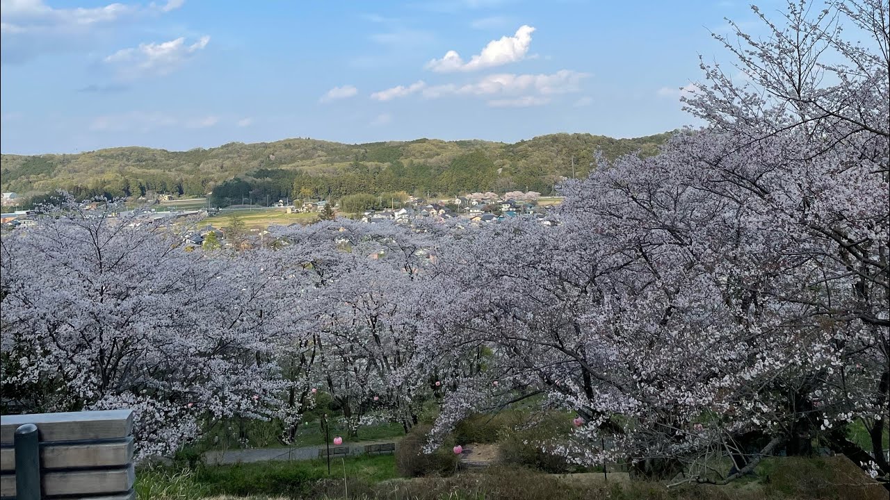 越生さくらの山公園