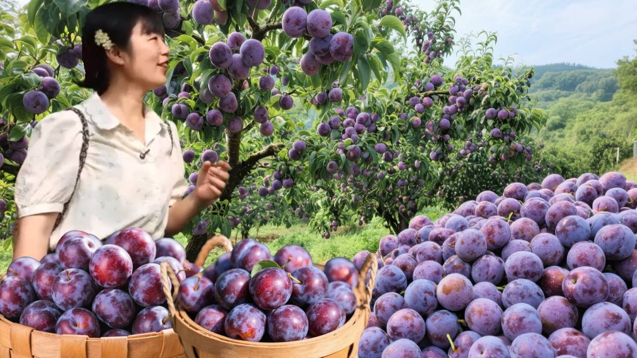 帮山里的爷爷奶奶卖李子和农产品，直接拿到市里卖，没想到一天竟猛赚2800，太惊喜了！#农村生活#助农