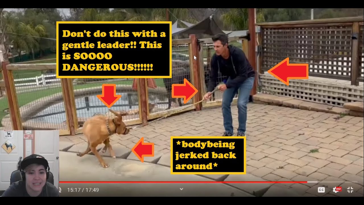 Back At It With Beckman!! | ~ DON'T Do This To Your Dog!!