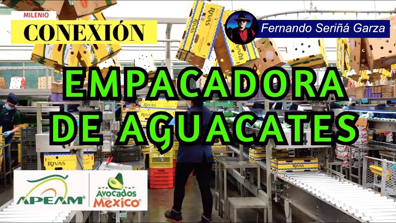 EMPACADORA DE AGUACATE
