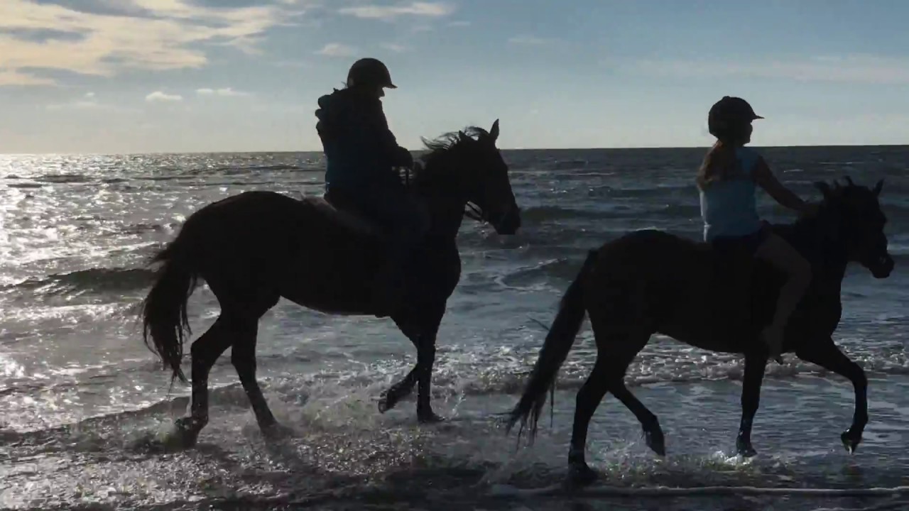R&Ouml;M&Ouml;: PFERDE IM LAND UND AM STRAND