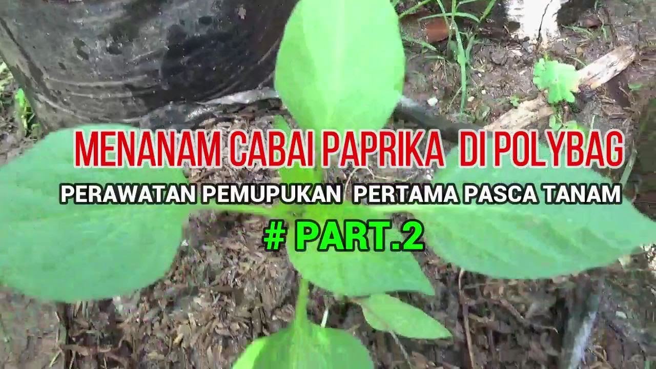 Menanam Cabai Paprika Di Polybag  Pemupukan Pertama  10 HST PART 2