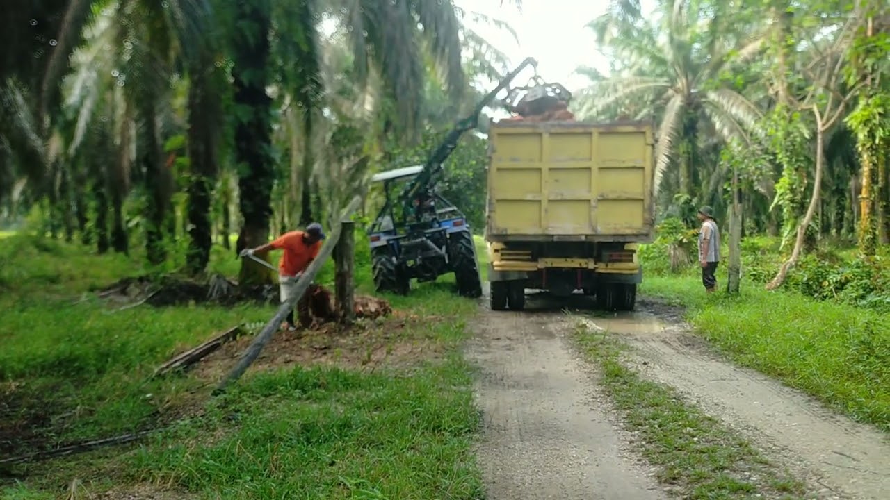 Proses pengangkutan buah sawit#sawitriau
