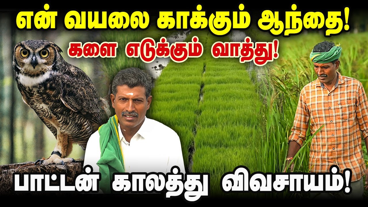 என் வயலை காக்கும் ஆந்தை! களை எடுக்கும் வாத்து! பாட்டன் காலத்து விவசாயம்! Thulasidasan Farmer