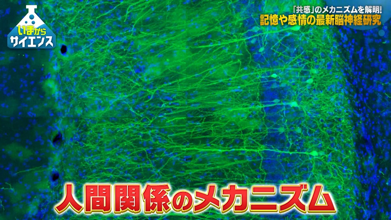 「共感」のメカニズムを解明！記憶や感情の最新脳神経研究 奥山輝大（東京大学 定量生命科学研究所 教授）【いまからサイエンス】