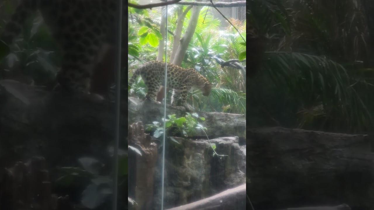 Jaguar at the Bronx Zoo