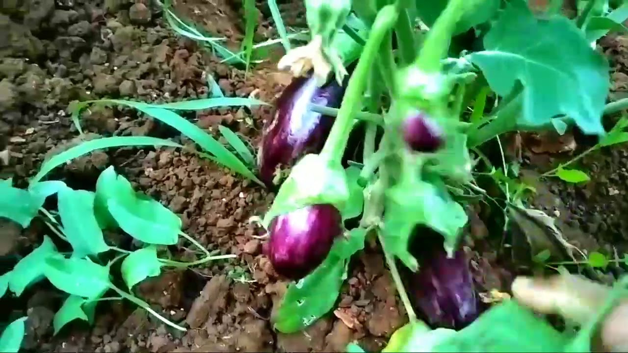 بهاية الطريقة نبتة الباذنجان تثمر صيفاً وشتائاً 🍆🍆