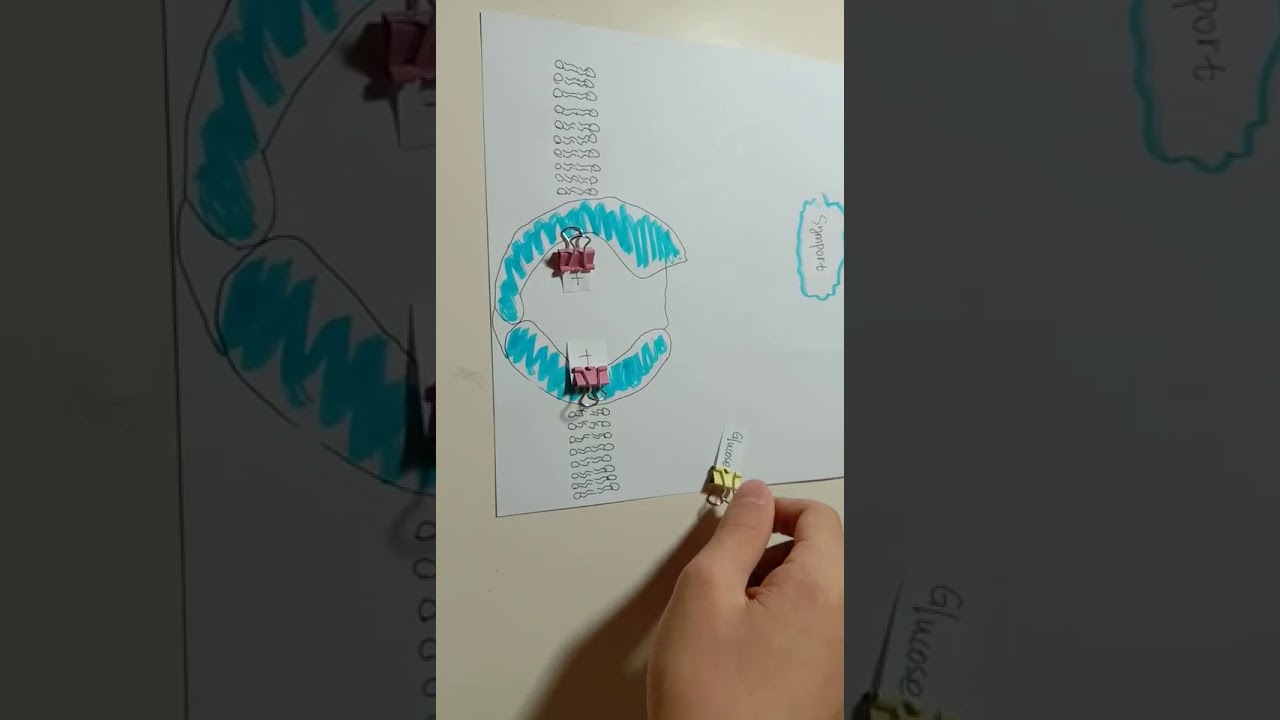 ACTIVE TRANSPORT---Symport.