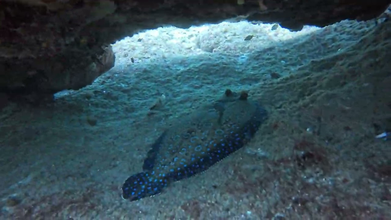 Chasing a Peacock Flounder