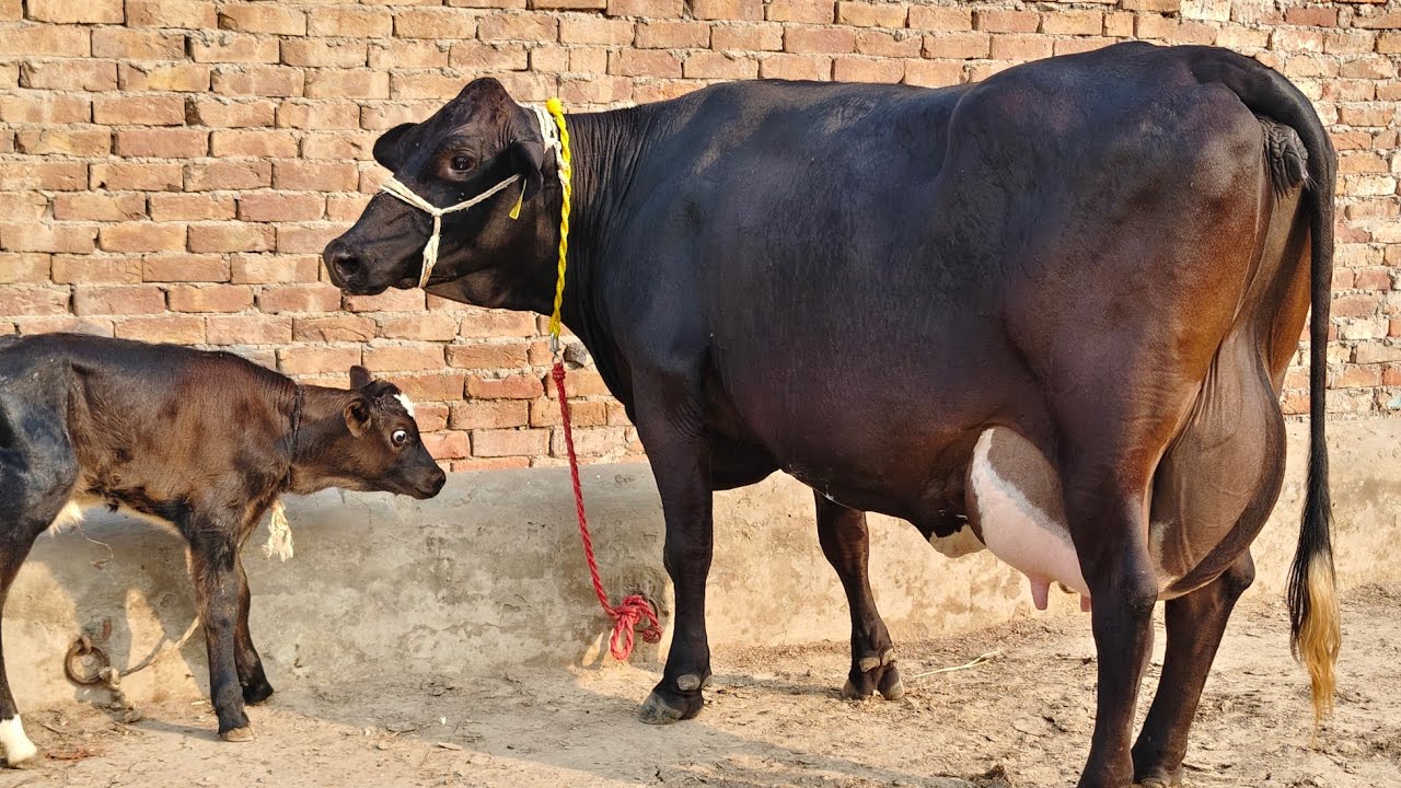 Big cow | pure Friesian cow for sale in Pakistan | 04/10/2025
