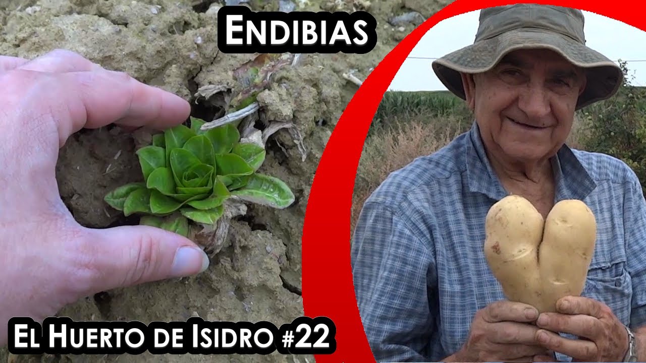 El huerto de Isidro #22. Endibias