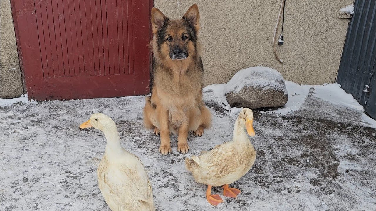 KURCZAKI SPĘDZIŁY PIERWSZĄ NOC W STAJNI - Felusia zobaczyła śnieg i nie chciała wyjść 