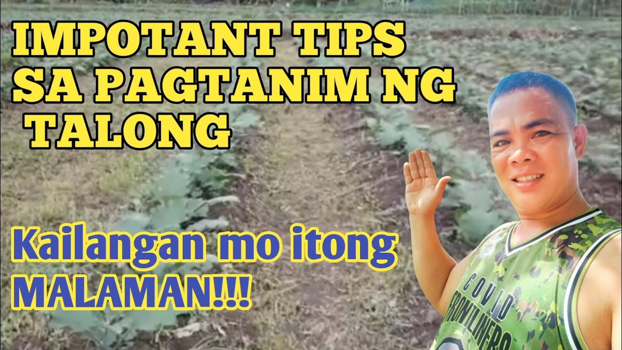 IMPORTANT TIPS SA PAGTATANIM NG TALONG