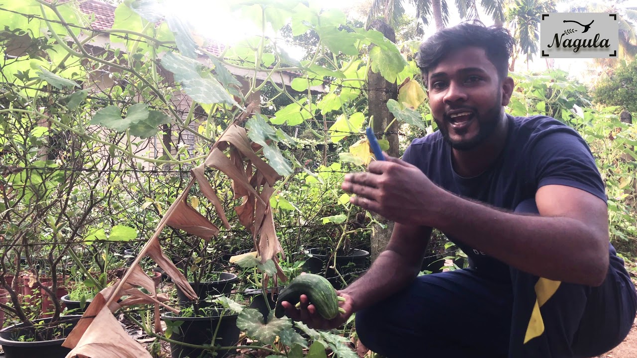 කෘමිනාශක කිසිවක් නැතිව අපේ ගෙවත්ත ඉල් මැස්සගෙන් බේරගන්නෙ මහෙමයි.(ඉල් මැස්සා පාලනය)