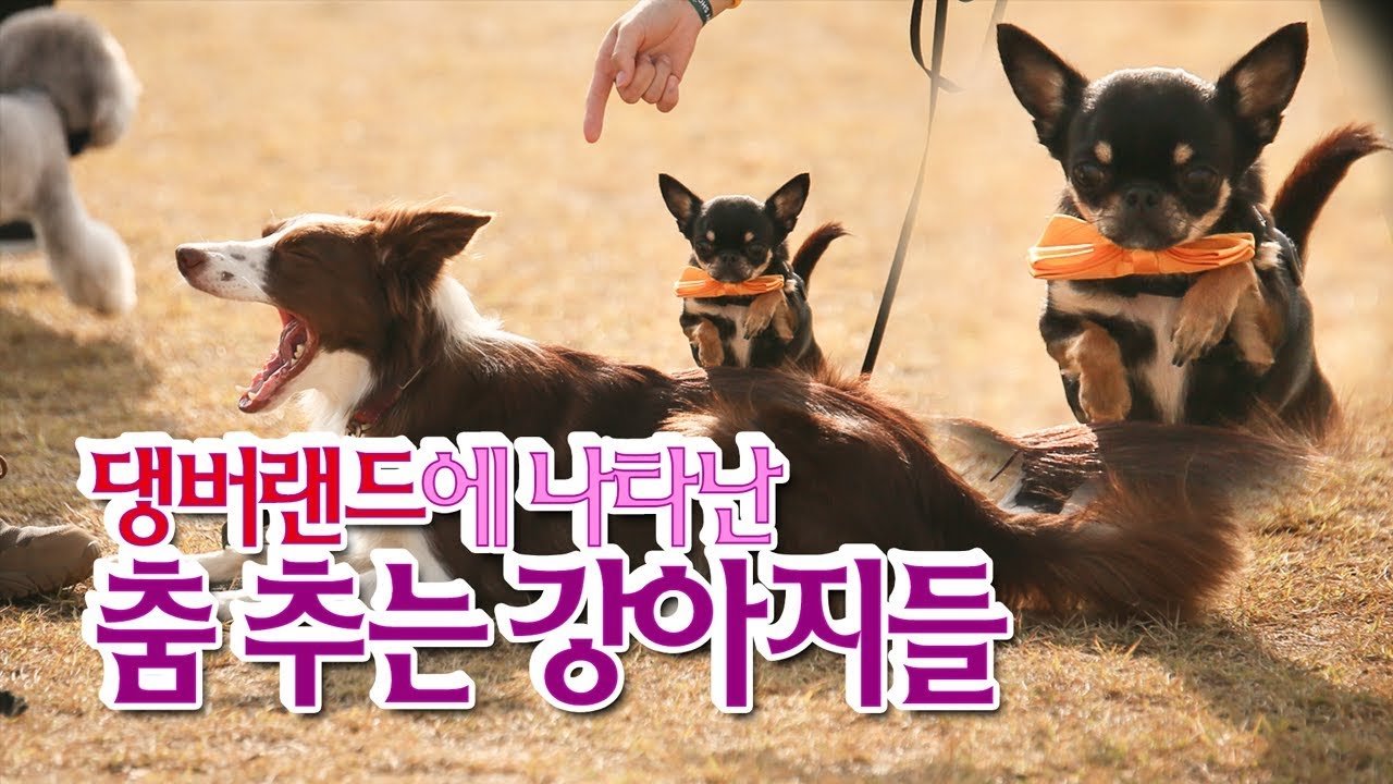 댕버랜드에 나타난 춤 추는 강아지들｜2019 댕댕이페스티벌 독댄스