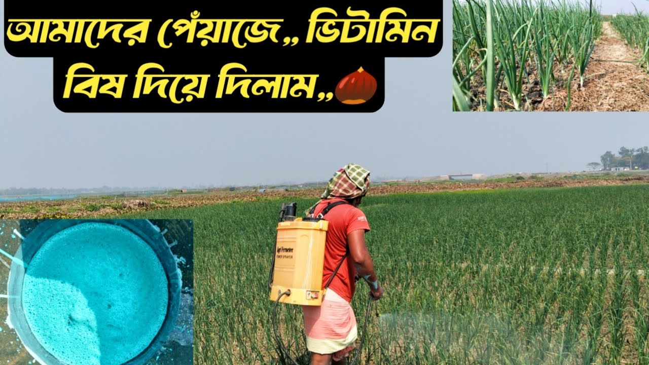 আমাদের পেঁয়াজে,, ভিটামিন বিষ দিয়ে দিলাম,, 🌰। Al Agrolife@bismillahagro #vlog #agriculture #farm 