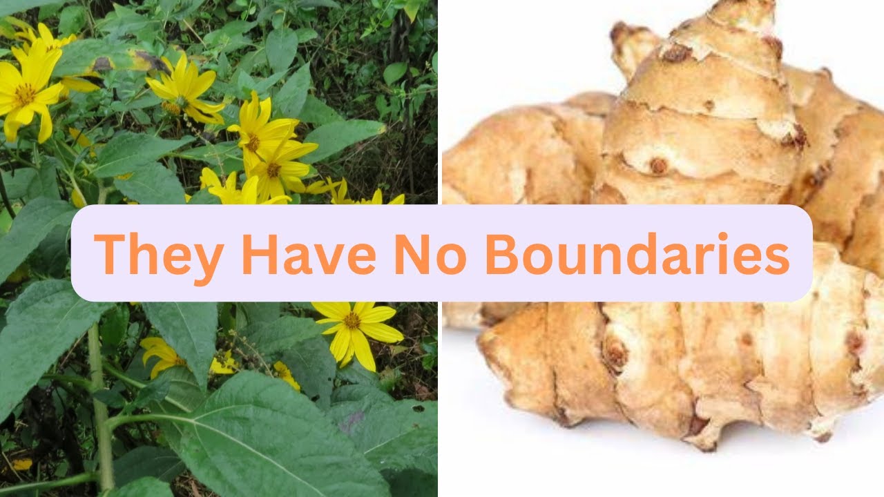 These Container Grown Jerusalem Artichoke Have No Limits