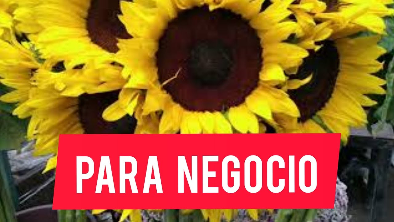 Dónde comprar flores naturales baratas arreglos florales y decorar