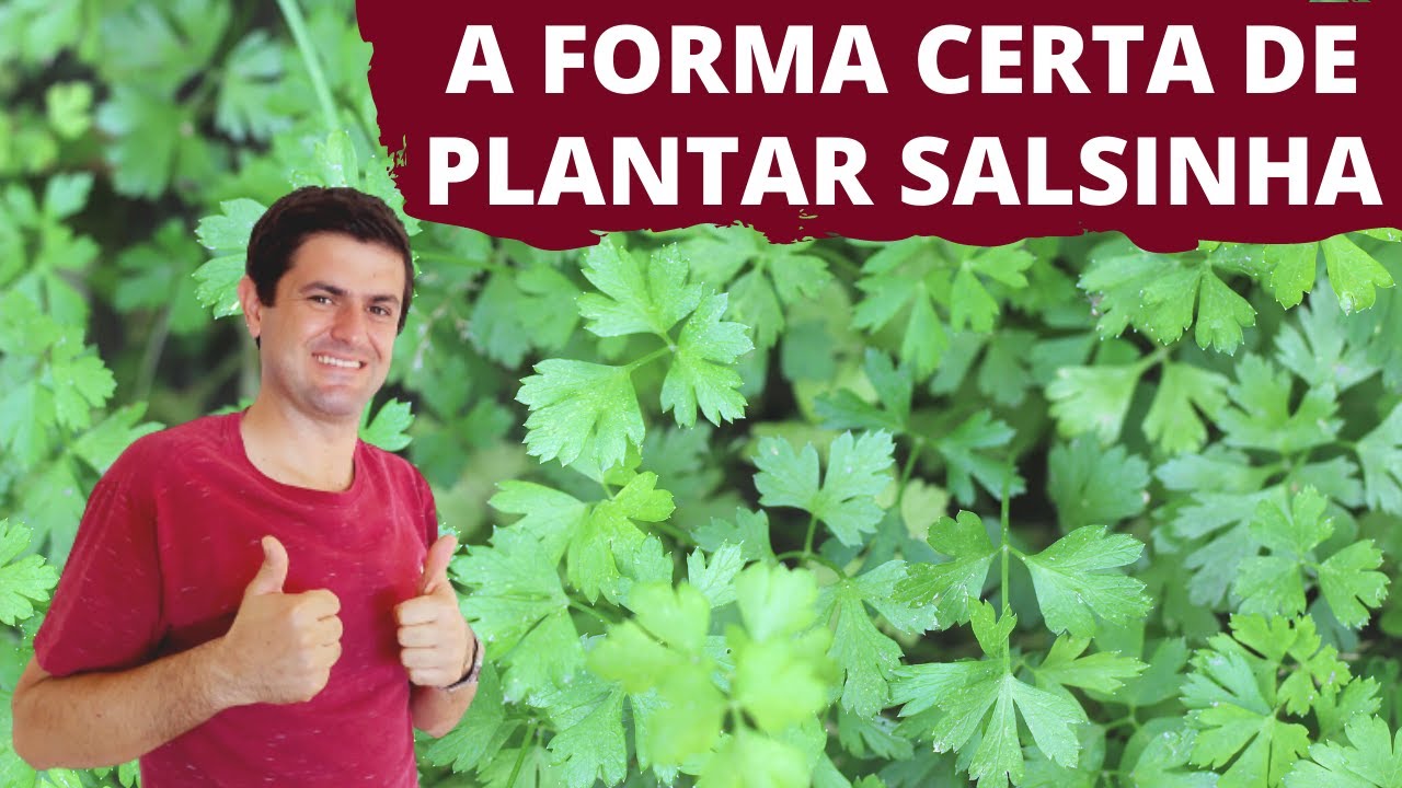 A MANEIRA CERTA DE PLANTAR SALSINHA ORGÂNICA NA HORTA DE CASA. DICAS INCRÍVEIS DE CULTIVO (Ep144)