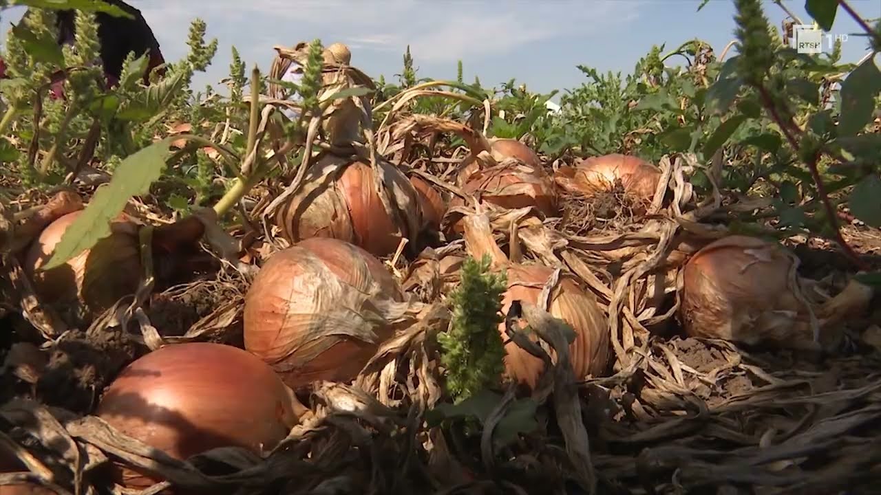 Bie numri i punëtorëve në bujqësi, fermerët hasin vështirësi në vjeljen e prodhimit | RTSH