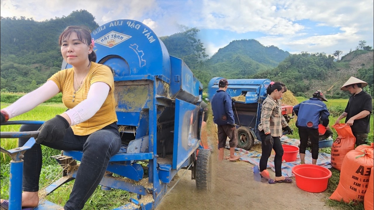 The girl and her siblings are harvesting rice.