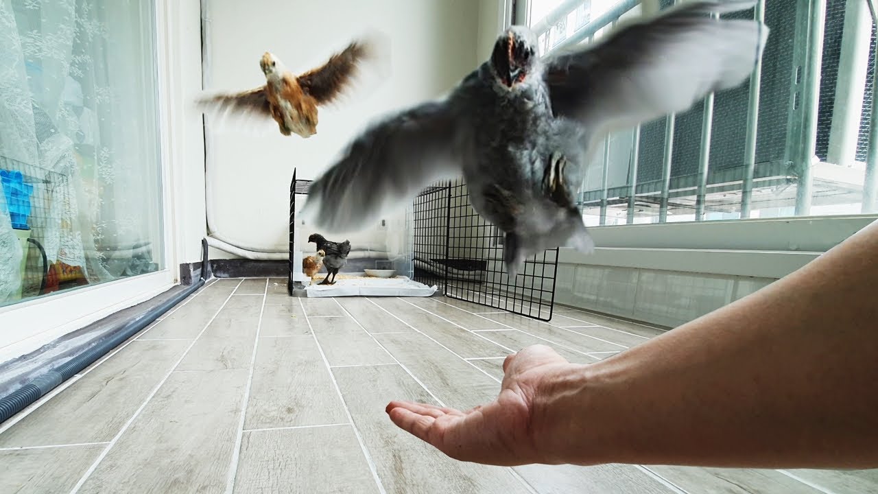 부르면 날아오는 닭 (My pet Chickens come flying when called)