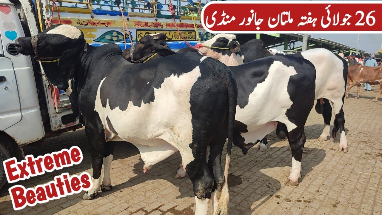 Extreme Beauties 🔥 of Multan Cow Mandi for Qurbani 2026 | 19 July Saturday Multan Cattle Mandi