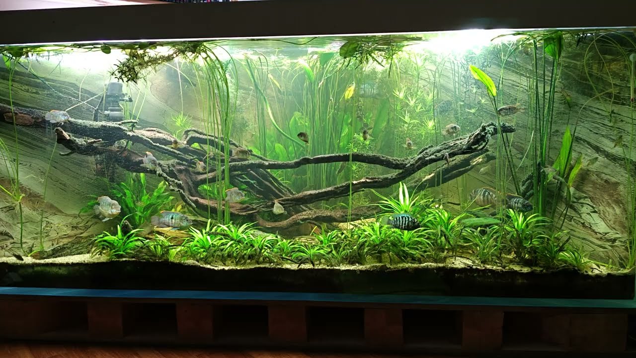AKWARIUM LOW-TECH 840l i 900l, Afryka i Ameryka Poł.