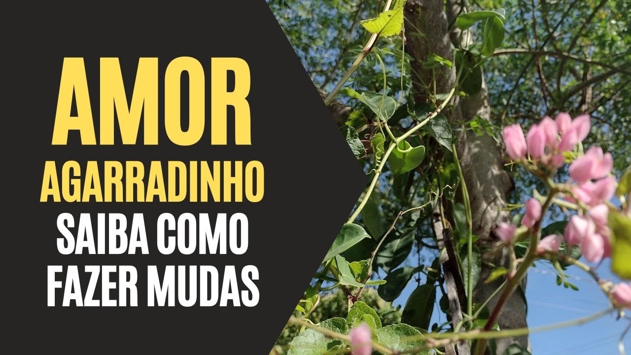 Amor Agarradinho: Saiba Como Fazer Mudas