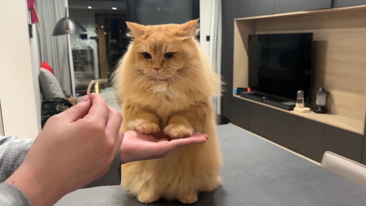 Trick & Treat with My Cat - Day 13