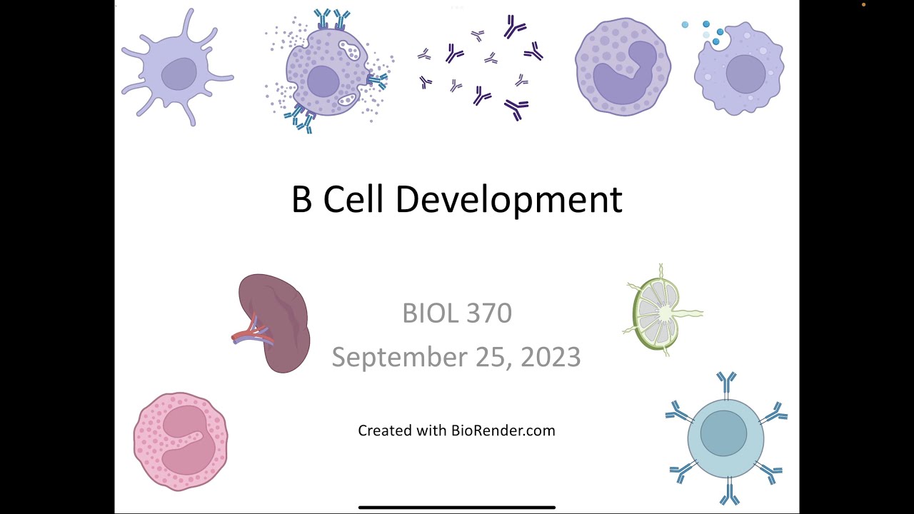 Immunology Fall 2023: Lecture 11 B Cell Development