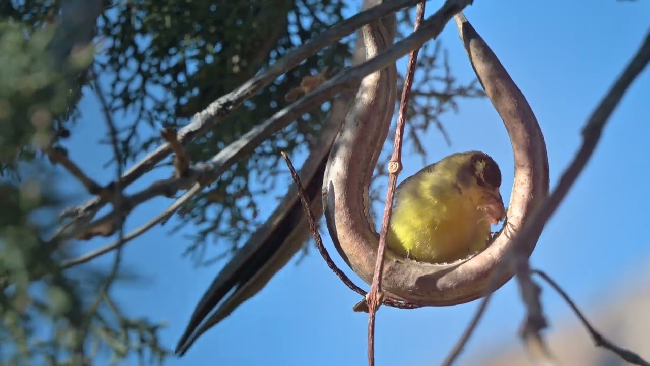 The Wonderful World of Birds | Garden & Wildlife Adventures.