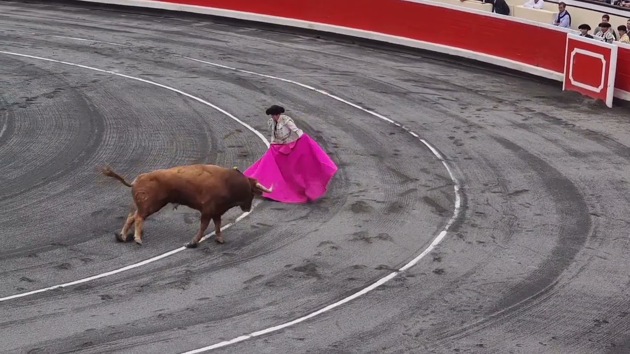 Bull fight festival 2025 bilbao spain#toros #bullriding #bull #bullrun #bullfight#bullfighter#