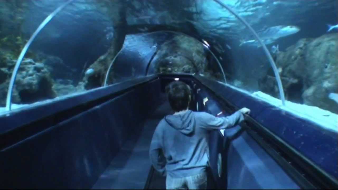 Shark Dive at Kelly Tarltons