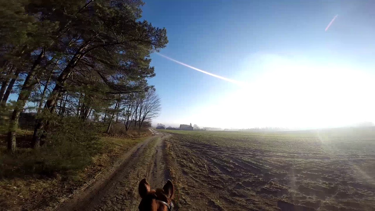 speed trot