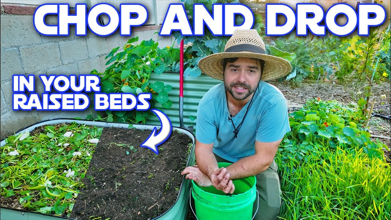 How I CHOP And DROP Directly In My Raised Beds