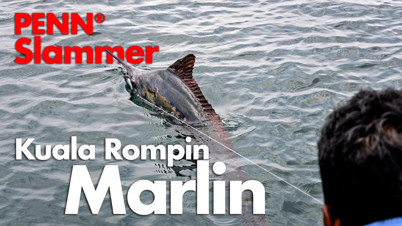 Penn Slammer 3 vs Black Marlin in Kuala Rompin